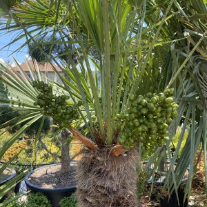 Palmička nízka (Chamaerops Humilis) - výška kmeňa 100-140 cm, celková výška 170-190 cm, kont. C160L (-14°C)